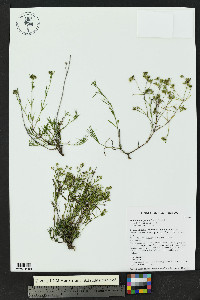 Stenaria nigricans var. nigricans image