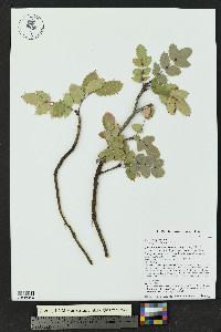 Mahonia repens image
