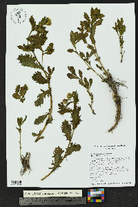 Senecio fremontii image