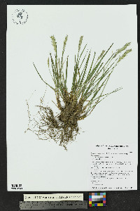 Elymus trachycaulus subsp. trachycaulus image