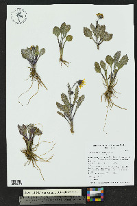 Senecio taraxacoides image