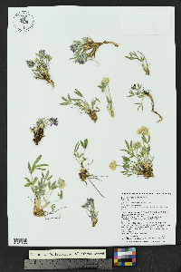 Trifolium attenuatum image