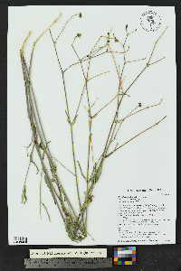 Mirabilis albida image