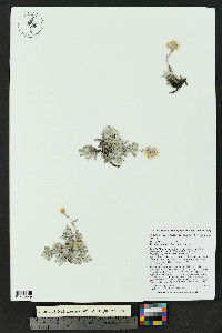 Antennaria rosea subsp. arida image