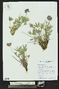 Trifolium attenuatum image