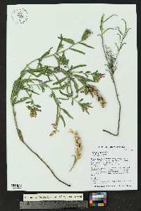Castilleja integra image