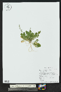 Rorippa sphaerocarpa image