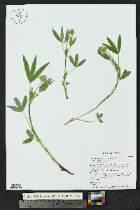 Trifolium longipes subsp. reflexum image