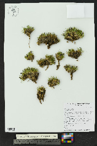 Silene acaulis image