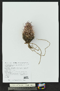 Echinocereus viridiflorus subsp. cylindricus image