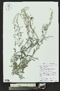 Artemisia ludoviciana var. ludoviciana image