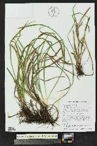 Carex microdonta image