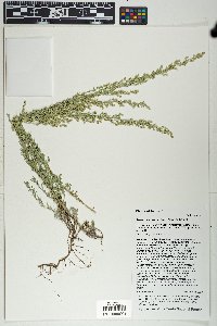 Artemisia carruthii image