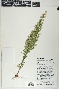 Laennecia schiedeana image