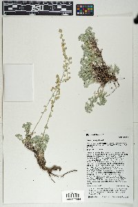 Artemisia frigida image