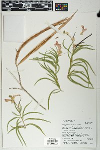 Chilopsis linearis image