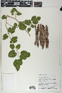Morus microphylla image