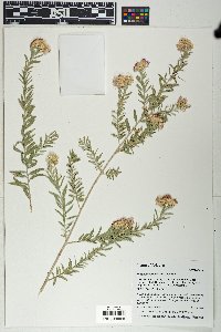 Pluchea sericea image