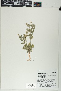 Eriogonum abertianum image