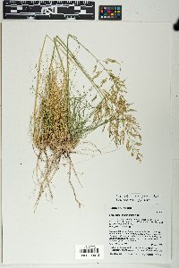 Eragrostis curvula image