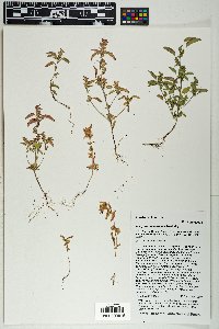 Acalypha neomexicana image