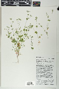 Drymaria glandulosa image