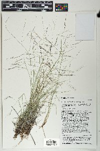 Aristida divaricata image