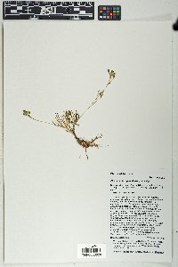 Phemeranthus parviflorus image