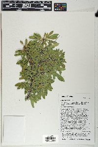 Lycium pallidum image