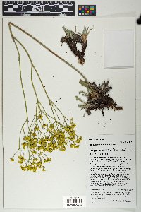 Eriogonum hieraciifolium image