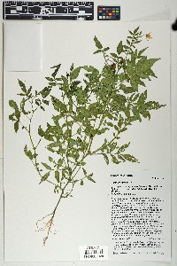Solanum jamesii image