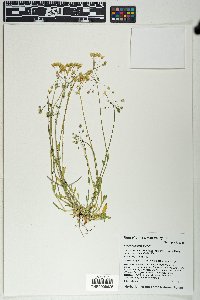 Holosteum umbellatum image