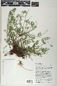 Astragalus humistratus image