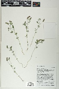 Dalea polygonoides image