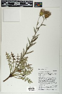 Cirsium wheeleri image