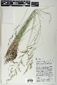 Muhlenbergia montana image