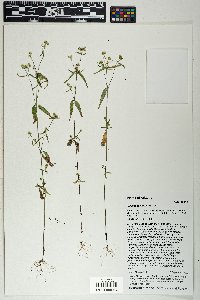 Dalea polygonoides image