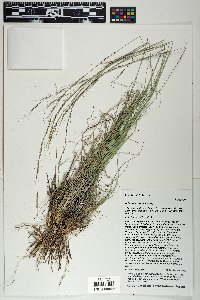 Aristida arizonica image