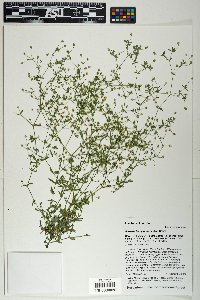 Arenaria lanuginosa image