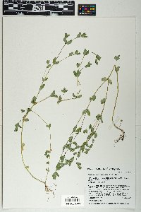 Euphorbia vermiculata image