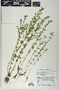 Hypericum anagalloides image