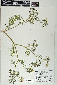 Berula erecta image
