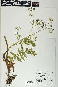Berula erecta image