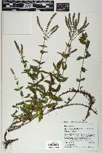 Mentha spicata image