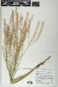 Lepidium densiflorum image