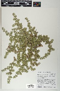 Guilleminea densa image