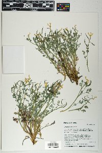 Corydalis aurea image