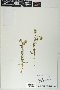Emmenanthe penduliflora image