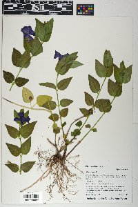 Vinca major image