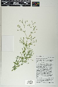 Arenaria lanuginosa image
